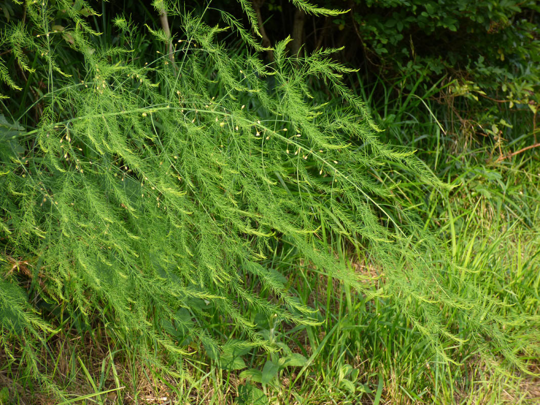 Asparagus officinalis